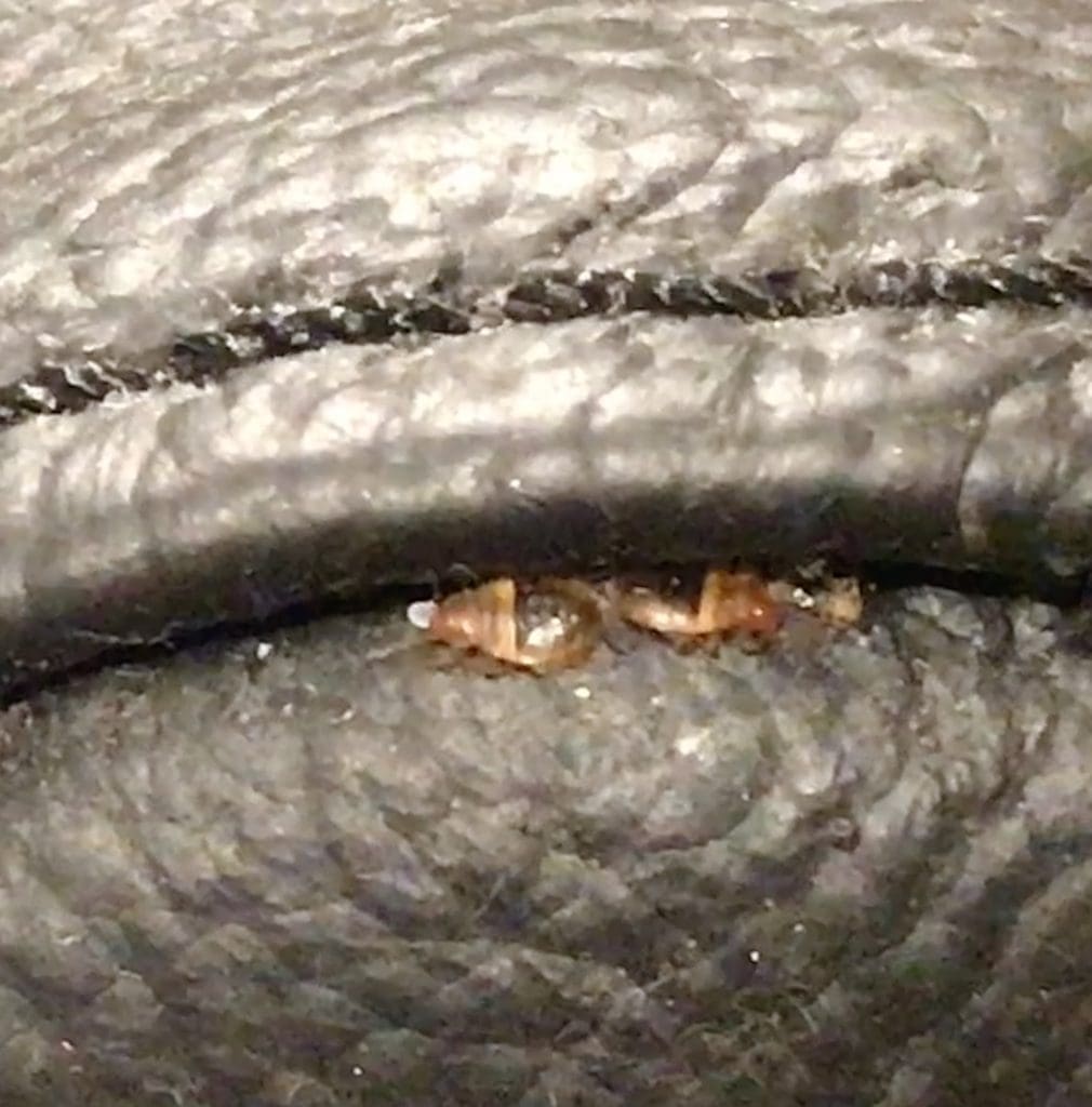 bed bugs hiding in fabric