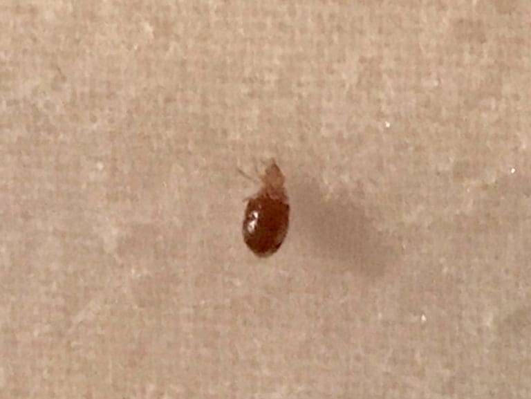 Bed Bugs (my nightmare battle)
