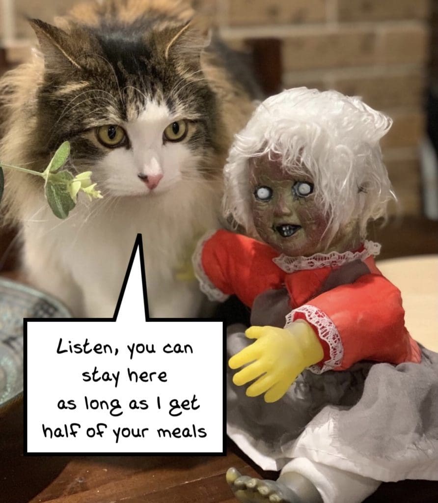 horror cat and doll