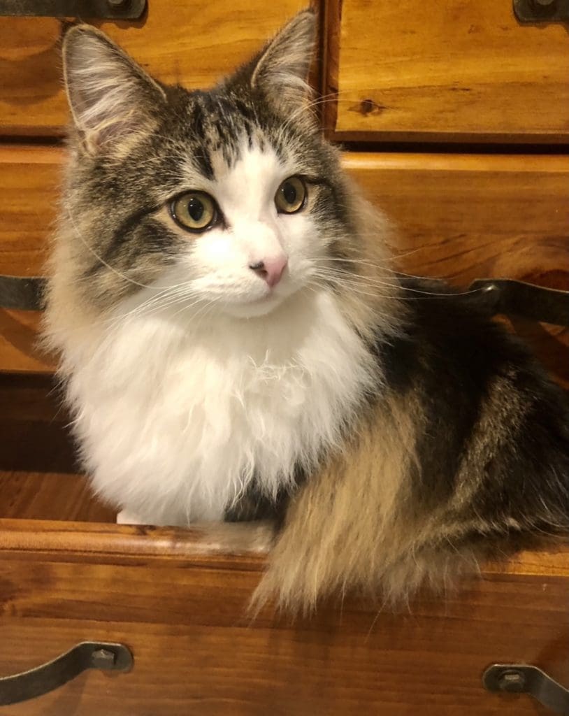 Cat in drawer