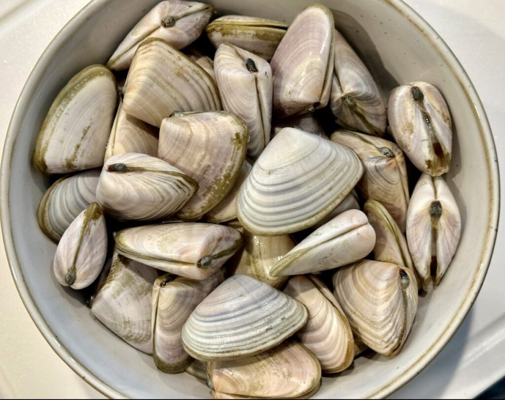 pipis