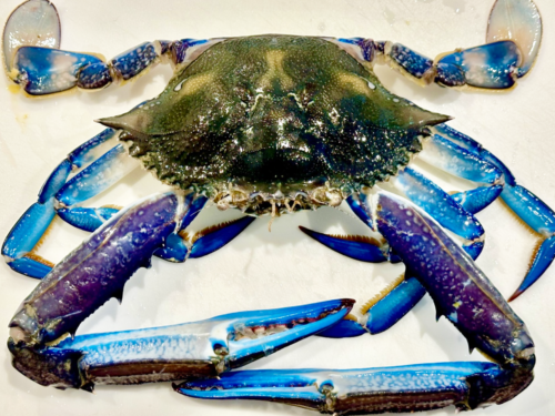 dressed blue crab Long Island Blue Claw Crabs – Blue Water Fish main image 0